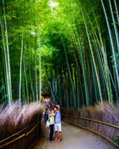 Arashiyama bamboo grove